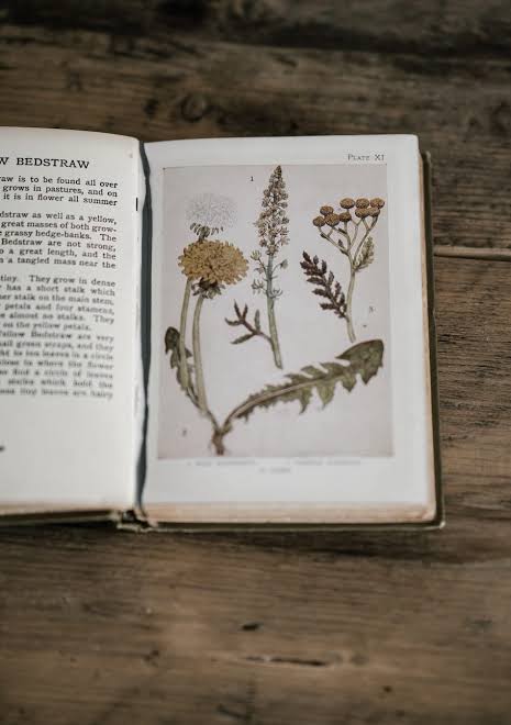 Herbal Grimoire: Herbs & Their Magical Properties